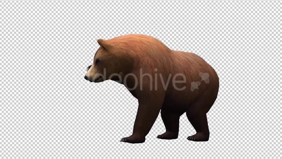 3D Bear Videohive 20581055 Motion Graphics Image 1