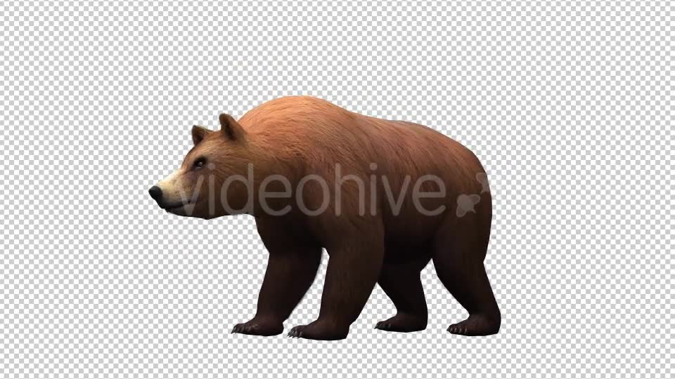 3D Bear Videohive 20581055 Motion Graphics Image 2