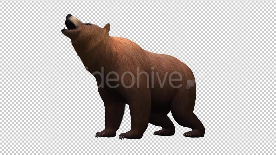 3D Bear Videohive 20581055 Motion Graphics Image 3