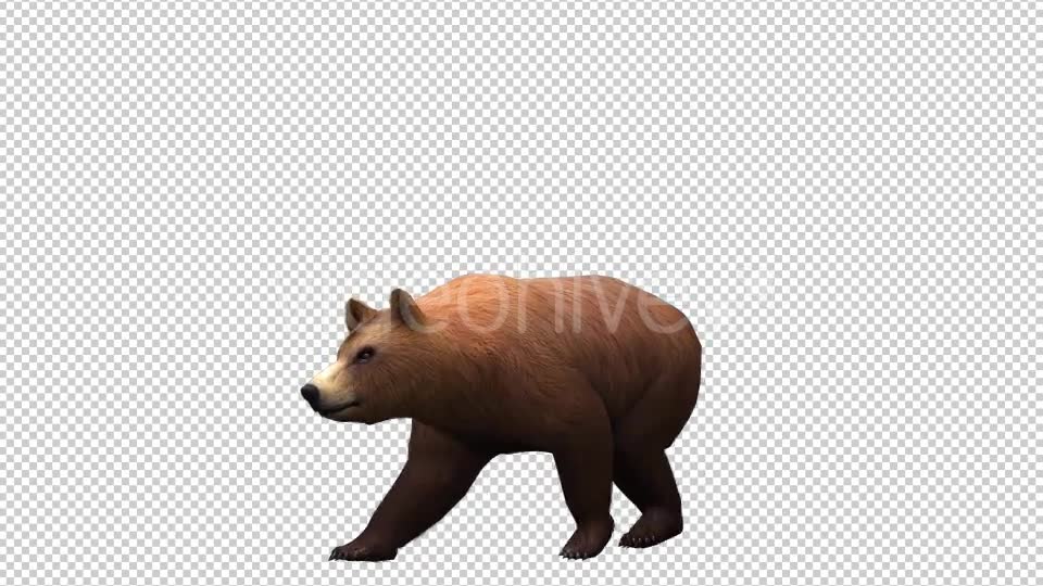3D Bear 6 Videohive 20591893 Motion Graphics Image 2