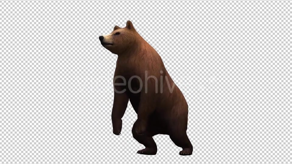 3D Bear 6 Videohive 20591893 Motion Graphics Image 3