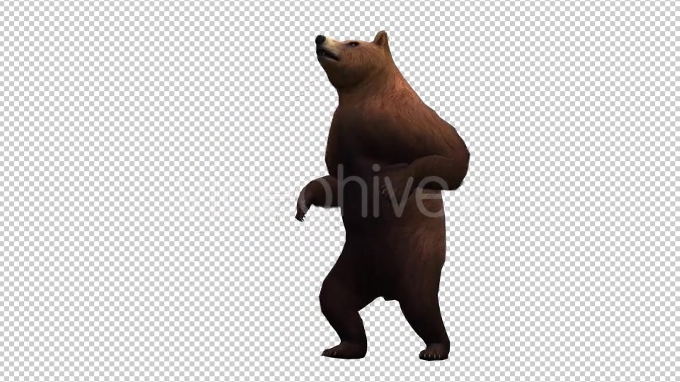3D Bear 6 Videohive 20591893 Motion Graphics Image 4