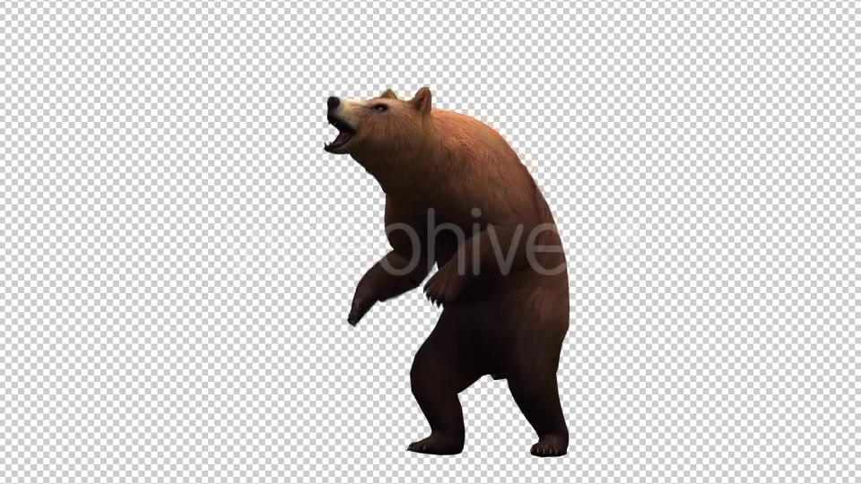3D Bear 6 Videohive 20591893 Motion Graphics Image 5