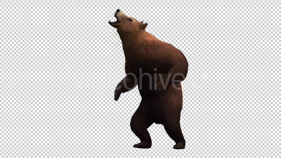 3D Bear 6 Videohive 20591893 Motion Graphics Image 6