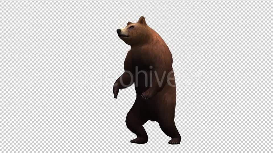 3D Bear 6 Videohive 20591893 Motion Graphics Image 7