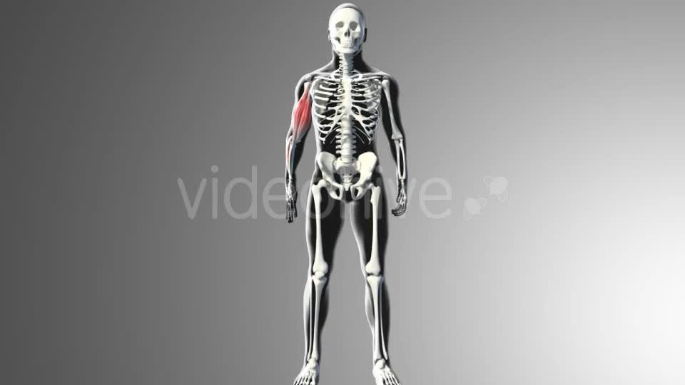 3D Bicep Muscles Anatomy Videohive 20943912 Motion Graphics Image 1