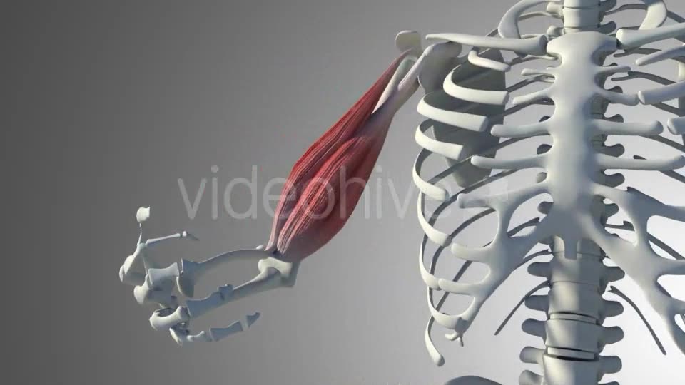 3D Bicep Muscles Anatomy Videohive 20943912 Motion Graphics Image 10