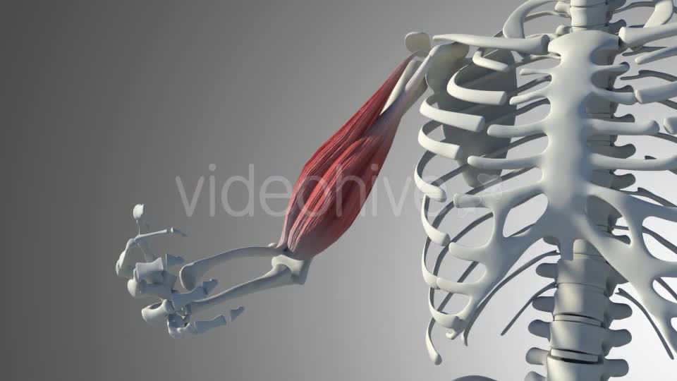 3D Bicep Muscles Anatomy Videohive 20943912 Motion Graphics Image 11