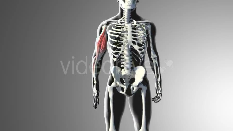 3D Bicep Muscles Anatomy Videohive 20943912 Motion Graphics Image 2