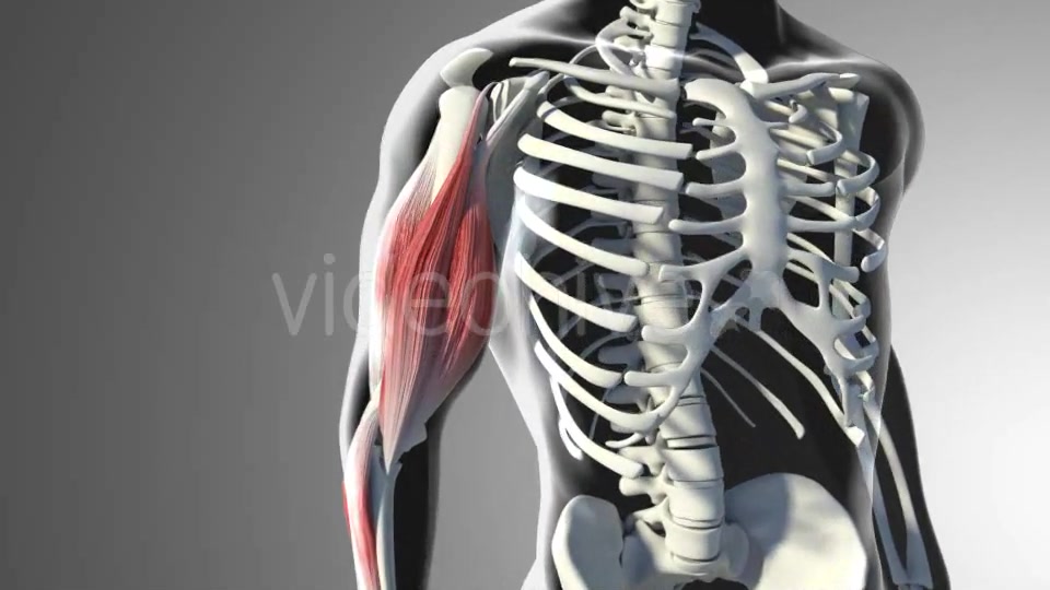 3D Bicep Muscles Anatomy Videohive 20943912 Motion Graphics Image 3