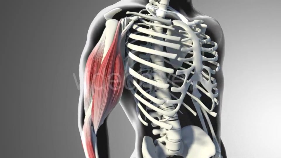 3D Bicep Muscles Anatomy Videohive 20943912 Motion Graphics Image 4