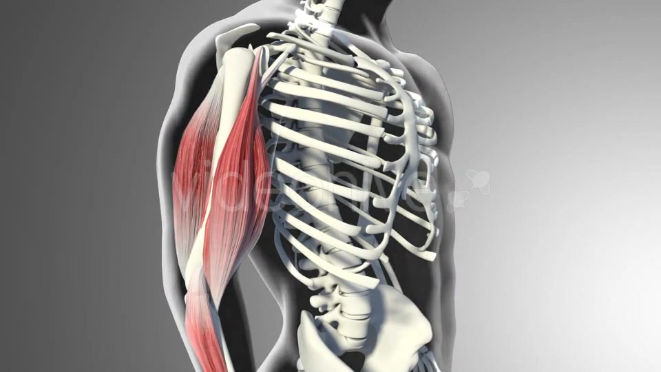 3D Bicep Muscles Anatomy Videohive 20943912 Motion Graphics Image 5