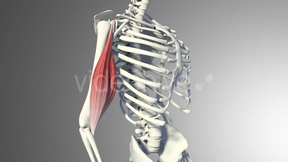 3D Bicep Muscles Anatomy Videohive 20943912 Motion Graphics Image 6