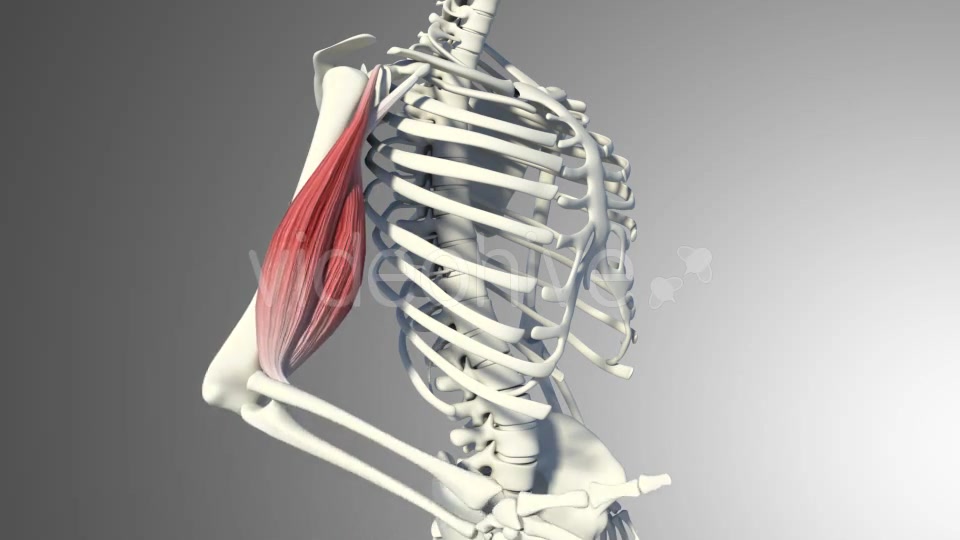 3D Bicep Muscles Anatomy Videohive 20943912 Motion Graphics Image 7