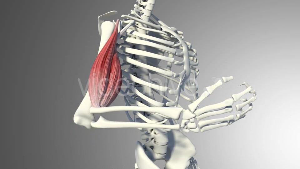 3D Bicep Muscles Anatomy Videohive 20943912 Motion Graphics Image 8