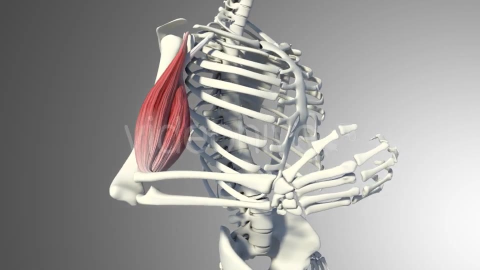 3D Bicep Muscles Anatomy Videohive 20943912 Motion Graphics Image 9