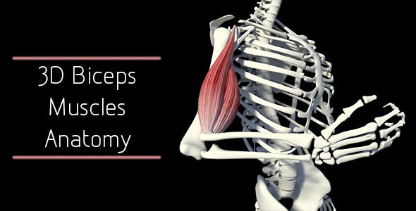 3D Bicep Muscles Anatomy - 20943912 Videohive Download