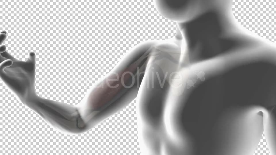 3D Biceps Muscle Videohive 19541569 Motion Graphics Image 2