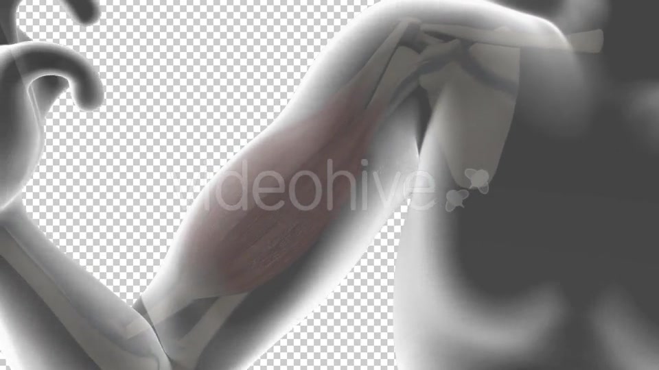 3D Biceps Muscle Videohive 19541569 Motion Graphics Image 3