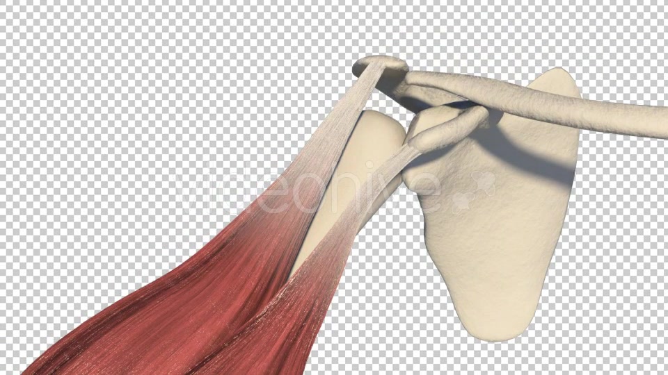 3D Biceps Muscle Videohive 19541569 Motion Graphics Image 4