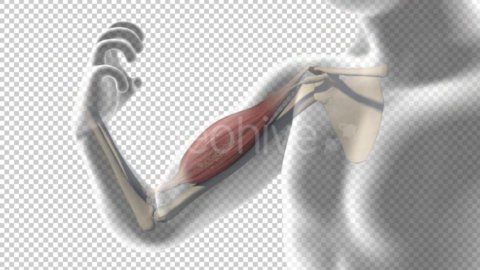 3D Biceps Muscle Videohive 19541569 Motion Graphics Image 7