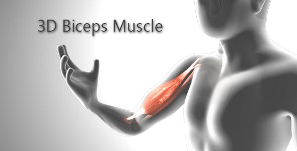 3D Biceps Muscle - 19541569 Download Videohive