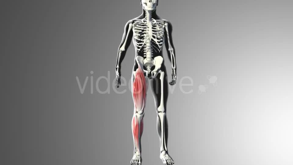 3D Calf Muscles Animation Videohive 20912982 Motion Graphics Image 1