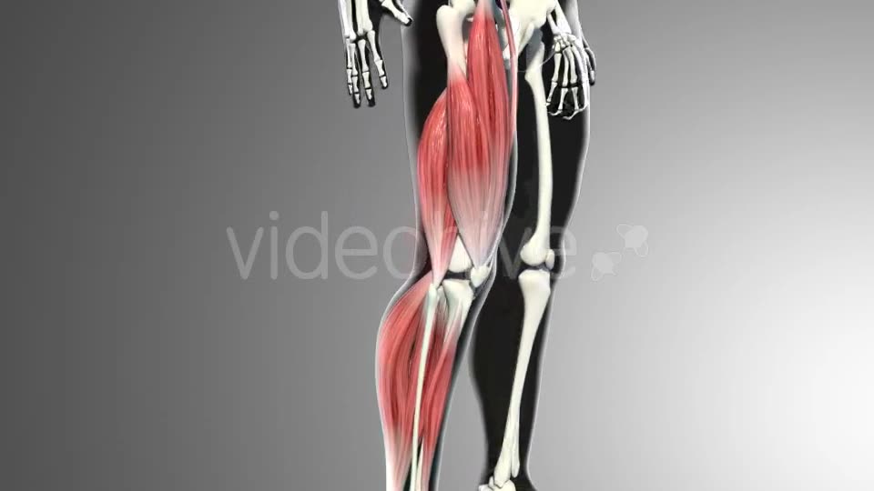 3D Calf Muscles Animation Videohive 20912982 Motion Graphics Image 2