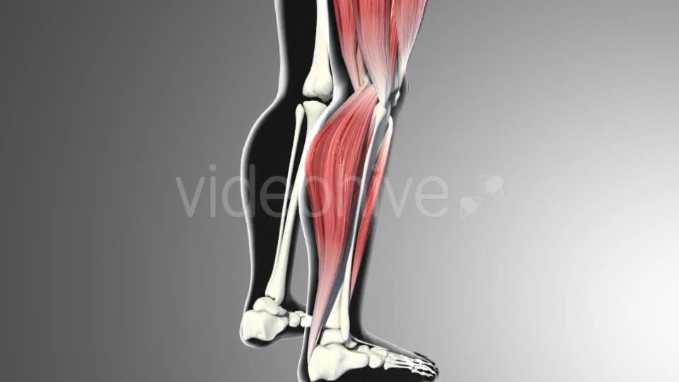 3D Calf Muscles Animation Videohive 20912982 Motion Graphics Image 3