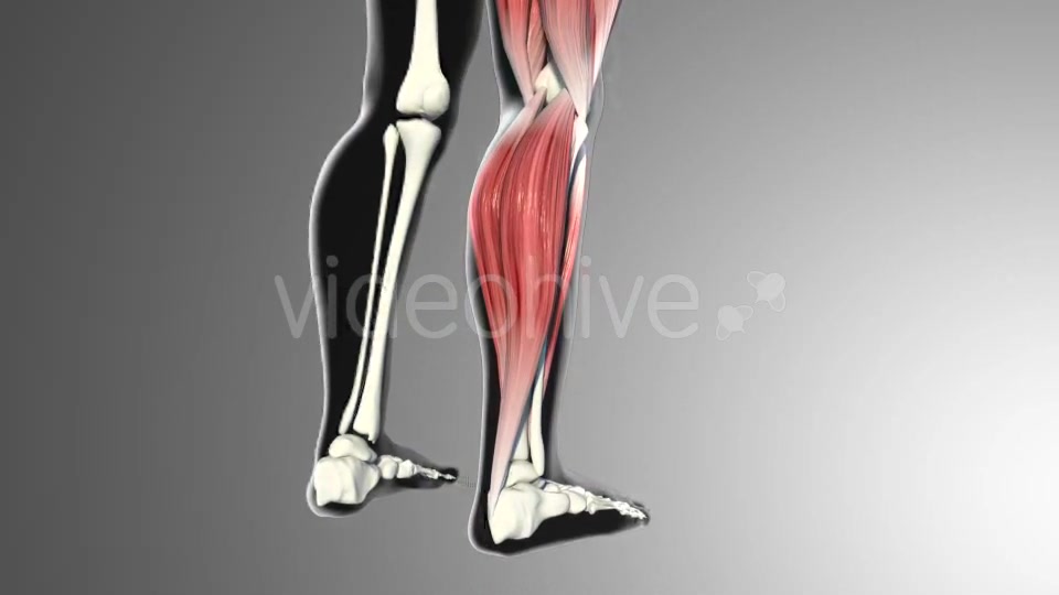 3D Calf Muscles Animation Videohive 20912982 Motion Graphics Image 4