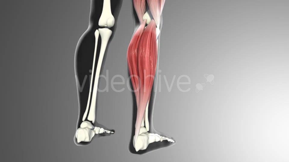 3D Calf Muscles Animation Videohive 20912982 Motion Graphics Image 5