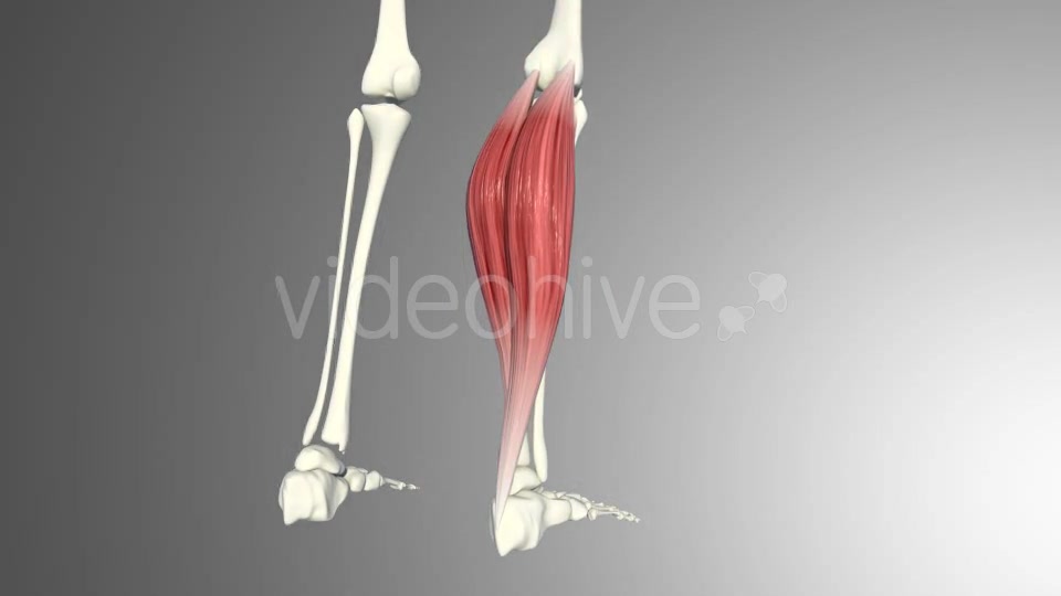 3D Calf Muscles Animation Videohive 20912982 Motion Graphics Image 6