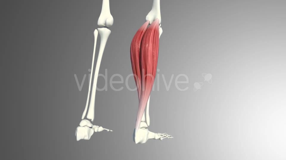 3D Calf Muscles Animation Videohive 20912982 Motion Graphics Image 7