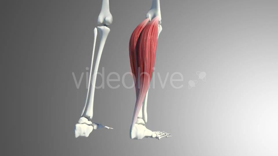 3D Calf Muscles Animation Videohive 20912982 Motion Graphics Image 8