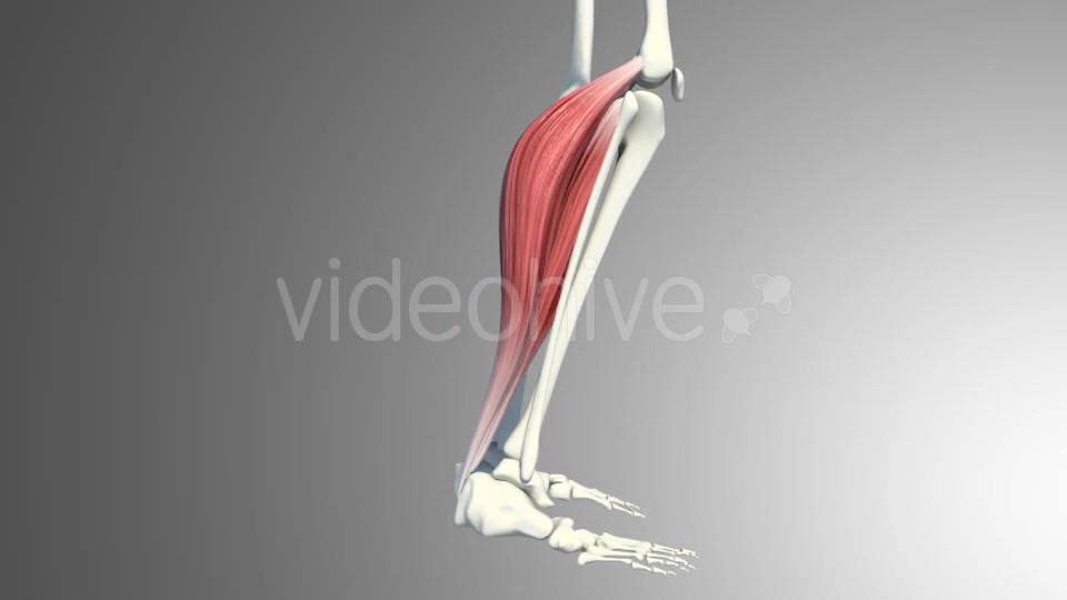 3D Calf Muscles Animation Videohive 20912982 Motion Graphics Image 9