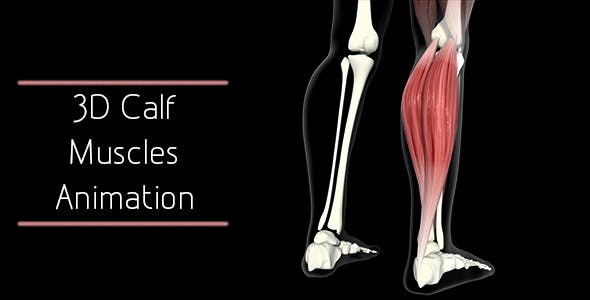 3D Calf Muscles Animation - Download Videohive 20912982