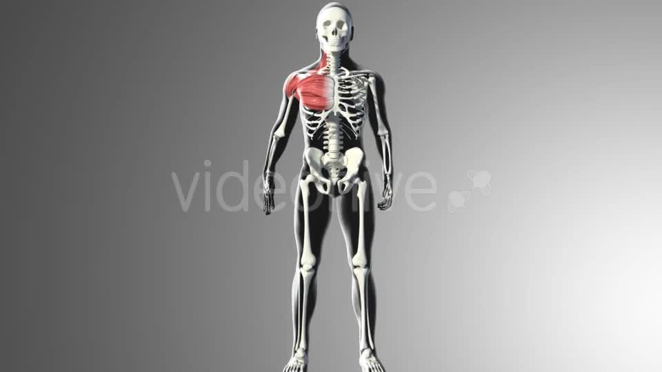 3D Deltoid Muscles Videohive 20894635 Motion Graphics Image 1