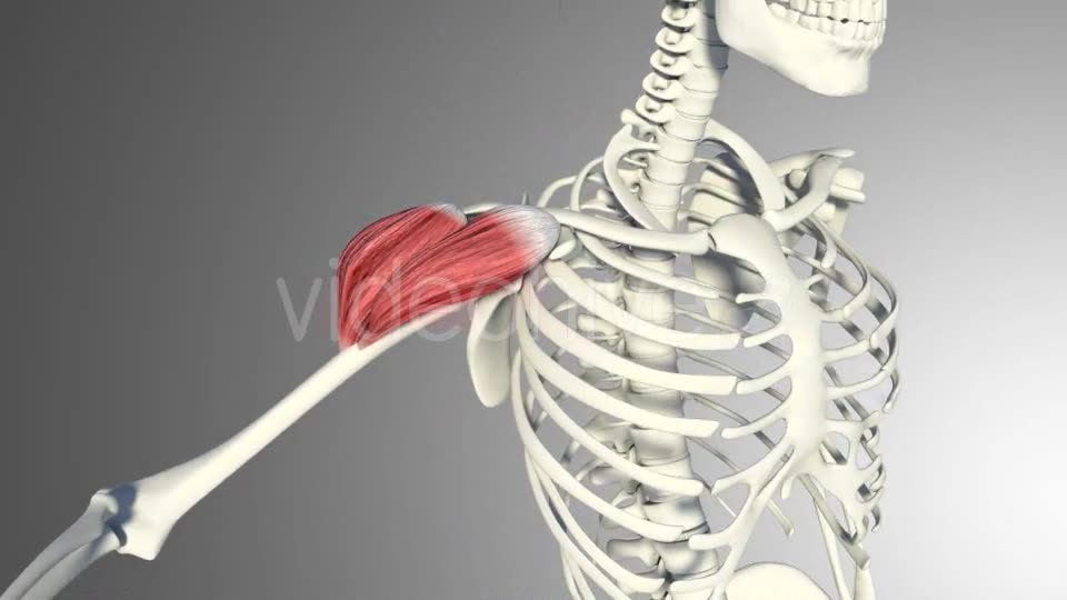 3D Deltoid Muscles Videohive 20894635 Motion Graphics Image 10