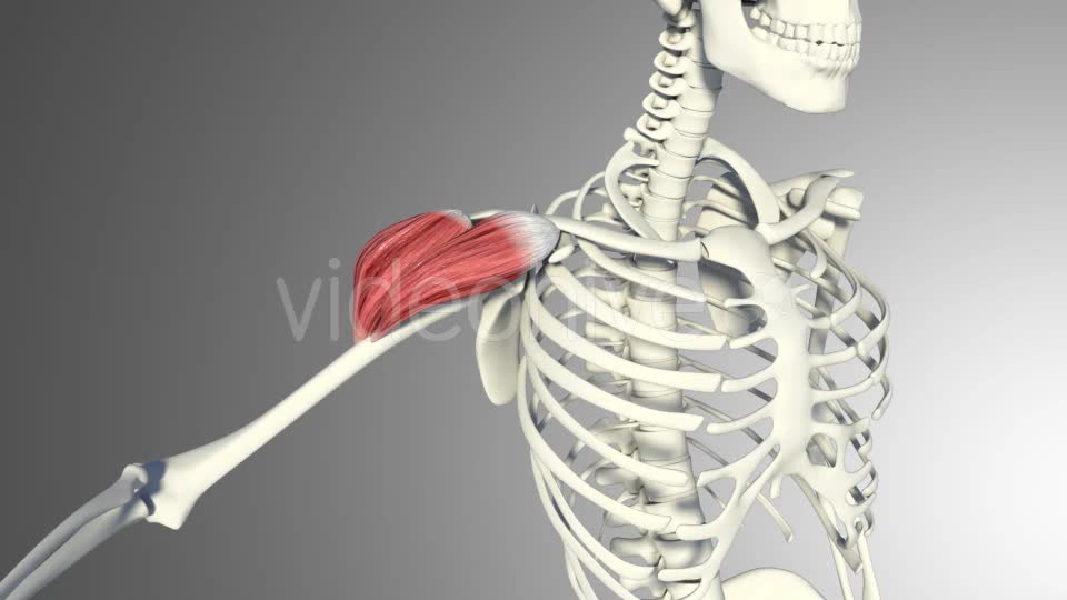 3D Deltoid Muscles Videohive 20894635 Motion Graphics Image 11