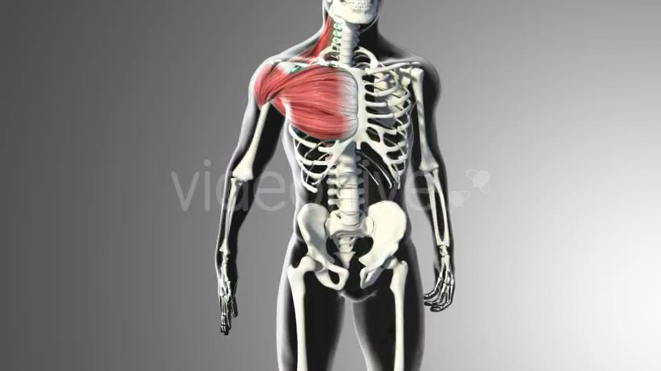 3D Deltoid Muscles Videohive 20894635 Motion Graphics Image 2