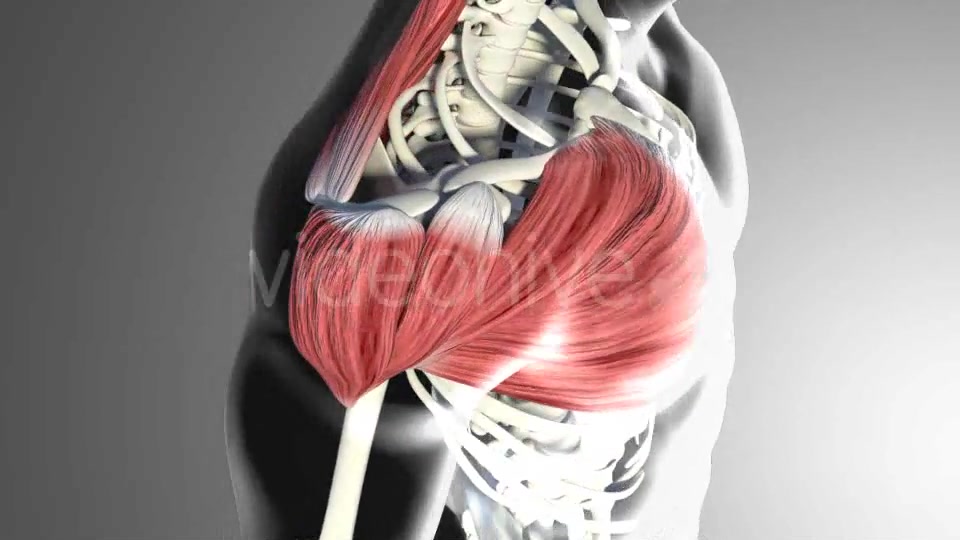 3D Deltoid Muscles Videohive 20894635 Motion Graphics Image 3