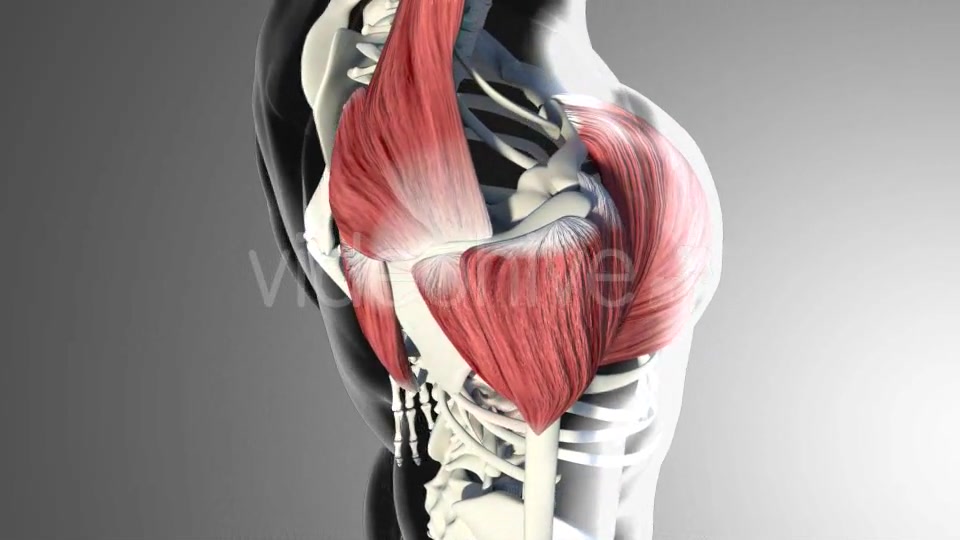 3D Deltoid Muscles Videohive 20894635 Motion Graphics Image 4