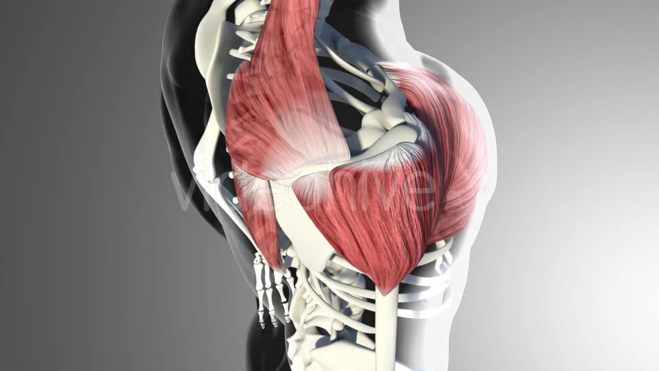 3D Deltoid Muscles Videohive 20894635 Motion Graphics Image 5