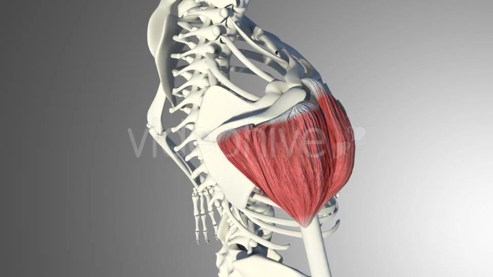 3D Deltoid Muscles Videohive 20894635 Motion Graphics Image 8