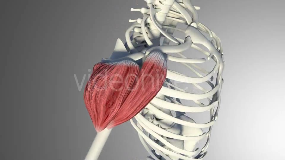 3D Deltoid Muscles Videohive 20894635 Motion Graphics Image 9