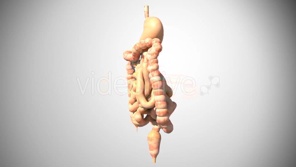 3D Digestive System Videohive 16956561 Motion Graphics Image 2