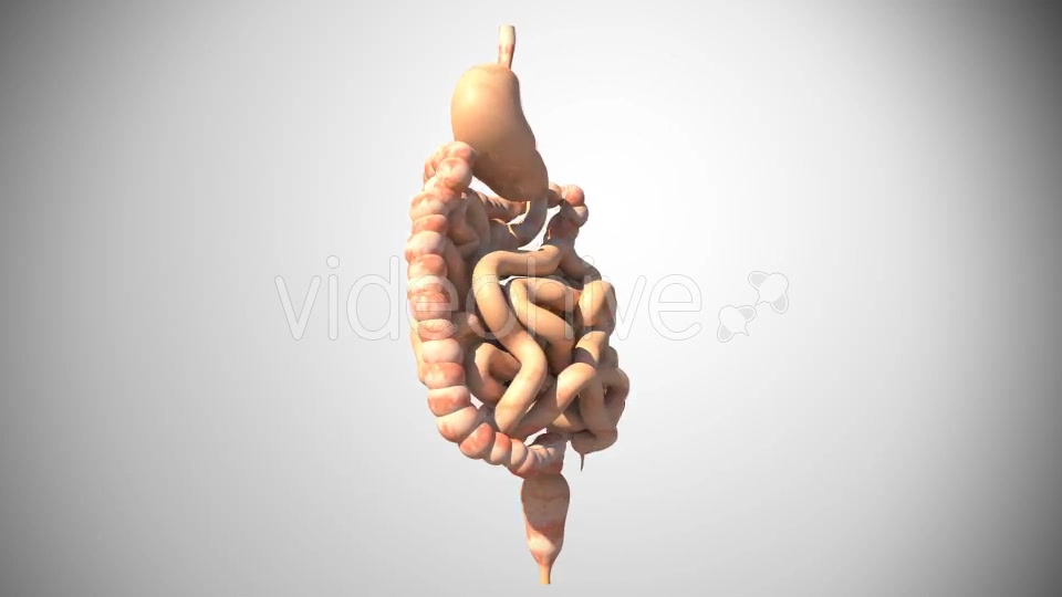 3D Digestive System Videohive 16956561 Motion Graphics Image 3