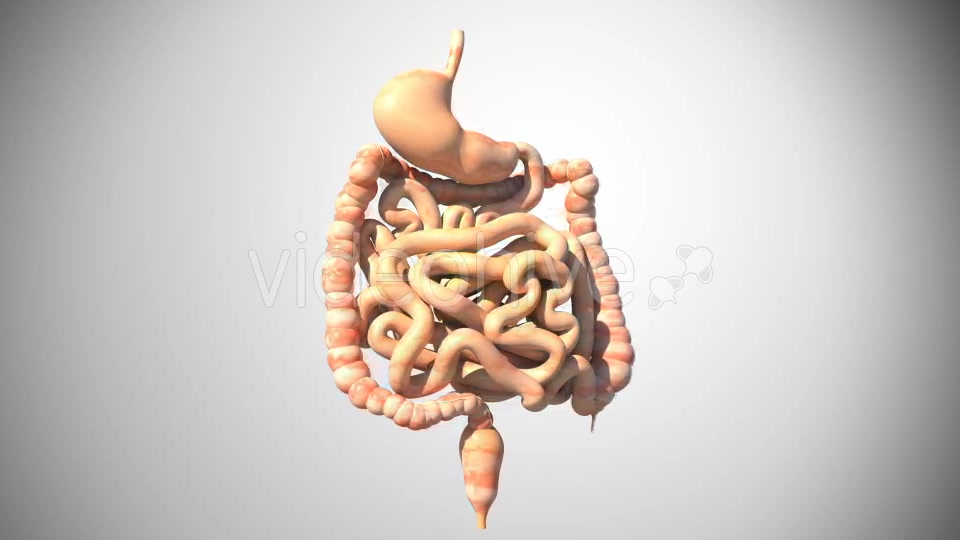 3D Digestive System Videohive 16956561 Motion Graphics Image 4