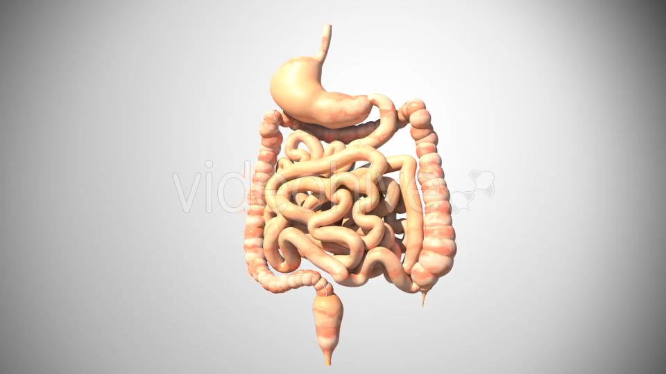 3D Digestive System Videohive 16956561 Motion Graphics Image 5