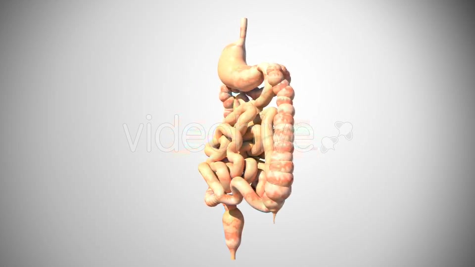 3D Digestive System Videohive 16956561 Motion Graphics Image 6